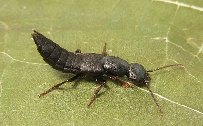 Staphylinidae: Tasgius cfr. winkleri